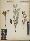 Foto von Salix lapponum L.